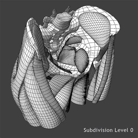 Detailed Female Reproductive System Medical Edition 3d Model Cgtrader