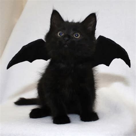 spooky bat kitty   spooky raww