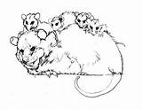 Possum Coloring Opossum Colouring Pages Family Glider Sugar Color Printable Magic Getcolorings Online Print Getdrawings Comments Hanging sketch template