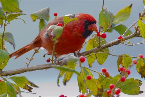 winter berries  birds  national wildlife federation blog