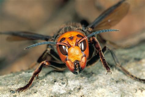 More Research Needed On Giant Asian Hornet Aka The Murder Hornet
