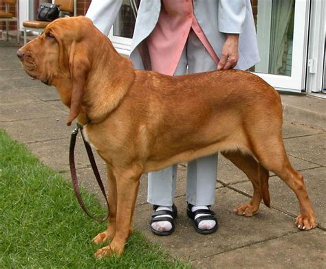 bloodhound dog breed information pictures