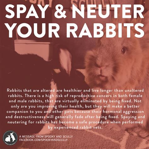 rabbit companions vs neglect advocates for rabbit welfare