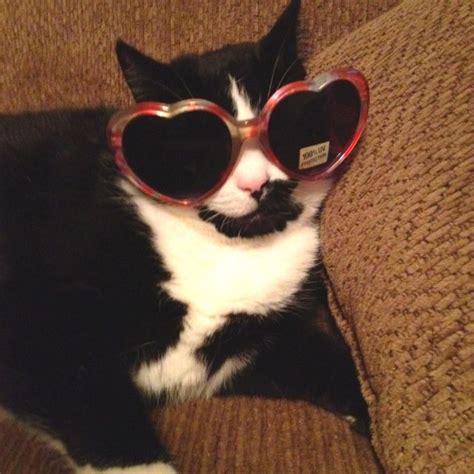 cat with heart sunglasses heart sunglasses heart sunglass sunglasses