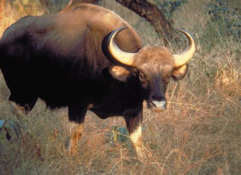 super animal gaur