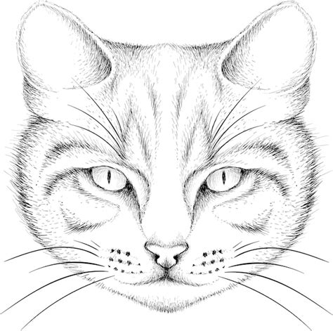 cat head page coloring pages