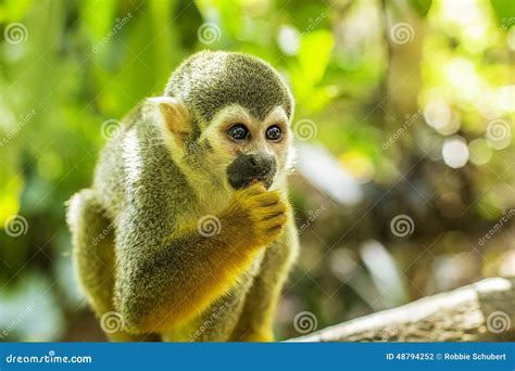 spider monkey scene stock photo image  primate animal