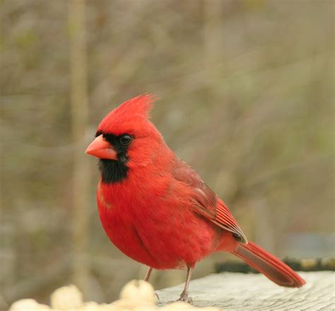 attract cardinals   yard duncrafts wild bird blog