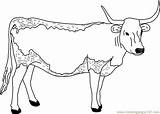 Cow Longhorn Coloring Pages Printable Clipart Animals Color Template Colouring Kids Clip Jungli Drawing Cat Mewarnai Sapi Caw Library Clipground sketch template