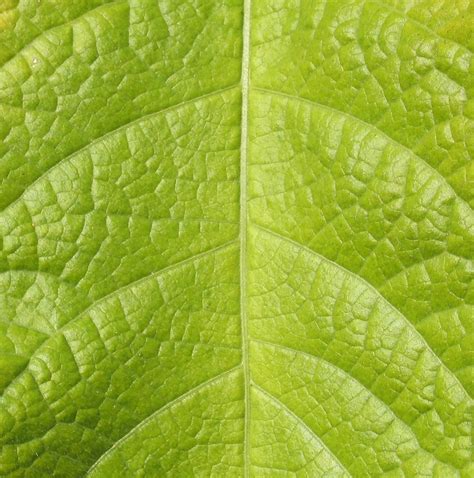 leaf texture  photo  freeimages