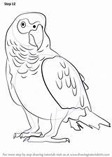Parrot Grey Bird Drawingtutorials101 Parrots Papagei Graupapagei Ausmalbilder Zeichnen Lernen Perroquet sketch template