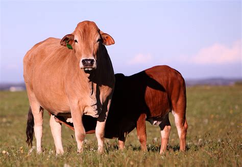 de la vida boran cattle stud embryos     life  boran cows boran embryos