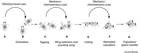 Control Of Male Sexual Behavior In Drosophila By The Sex Determination