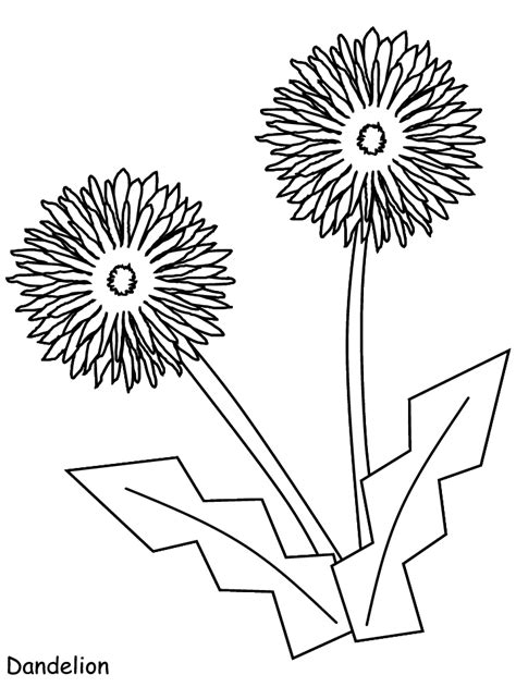 dandelion flowers coloring pages coloring book