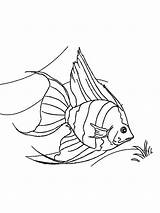 Coloring Angelfish Pages Printable Fish Template Recommended Coloringbay sketch template