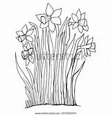 Narcissus Jonquil Blooming Botanical Raster sketch template