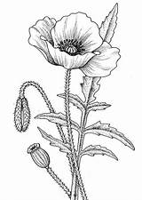 Awesome Coloring Flower Drawing Pages Drawings sketch template