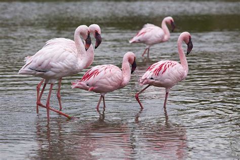 czerwonaki flamingi medianaukapl