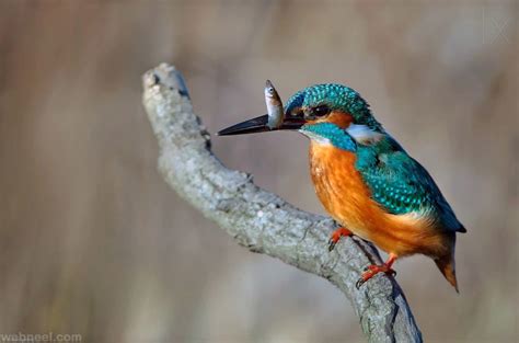 50 Most Beautiful Bird Photography Examples For Your