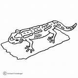 Salamander Coloring Pages Colorful Printable Color Supercoloring Salamanders Results sketch template