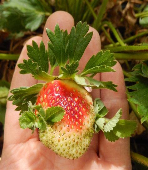 strawberries fruit  deformed  small  nubby   tips