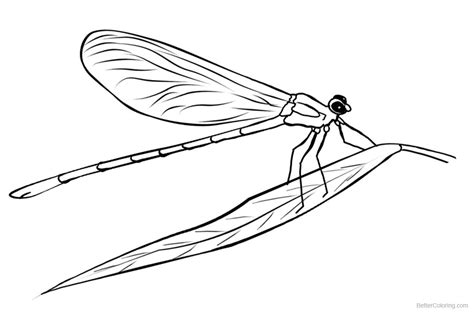 dragonflies coloring pages lineart  printable coloring pages