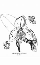 Concolor Cypripedium Drawing Reusableart Able Wonderful Another sketch template