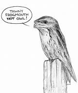 Tawny Frogmouth sketch template