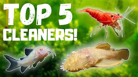 top   fish tank cleaners youtube