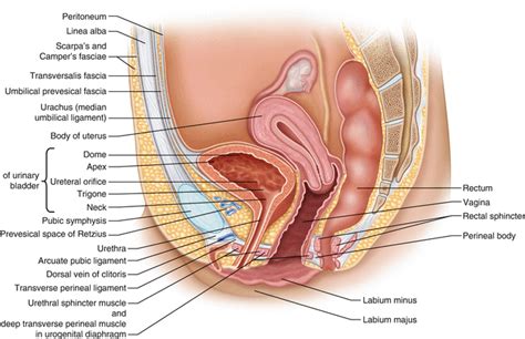Anatomy Of The Female Genitourinary Tract Springerlink