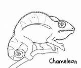 Chameleon Coloring Pages Wild Life Color sketch template