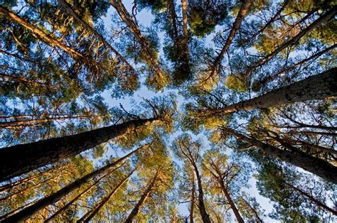 forest woodland cairngorms national park authority