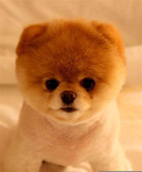 boo  worlds cutest dog featured  gma  morning  doggie