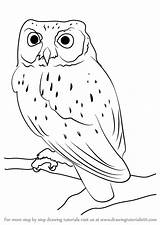 Owl Draw Screech Drawing Western Step Owls Drawings Easy Clipart Bird Tawny Burrowing Tutorials Outline Drawingtutorials101 Simple Pencil Kids Choose sketch template