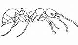 Ant Coloring Fire Ants Pages Food Search Eater Meat Tocolor sketch template