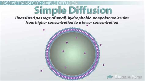 passive transport  cells simple  facilitated diffusion