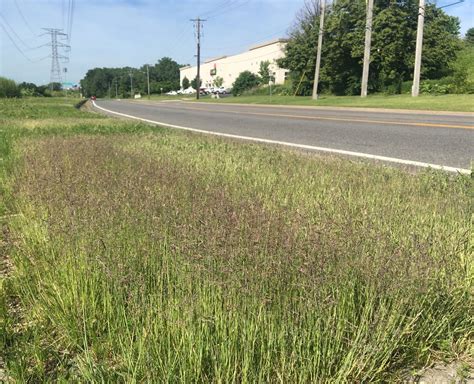 turfgrass species characteristics  roadsides turfgrass science