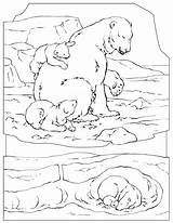 Coloring Arctic Pages Animals Printable Popular sketch template