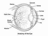 Anatomia Olho Anatomie Ojo Partes Humain Eyeball Physiology Categorias sketch template