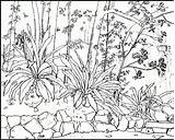 Nature Adults Printable Coloring Pages Scenes Kids Waterfall Print Rainforest Color Drawing Natur Country Getcolorings Template Sketch Getdrawings Colorings Comments sketch template