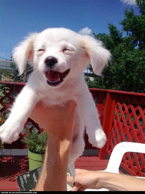 happiest puppies  earth cute animals puppies baby animals