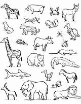 Animali Recommended sketch template