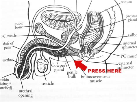 prostate orgasm diagram mega porn pics