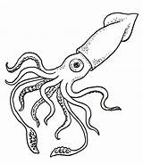 Squid Coloring Pages Print sketch template