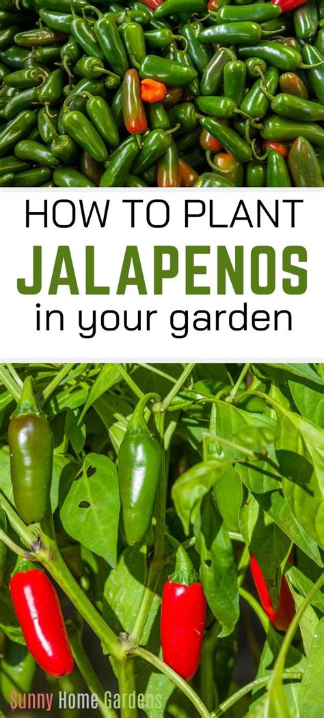 grow jalapeno peppers growing jalapenos grow jalapenos