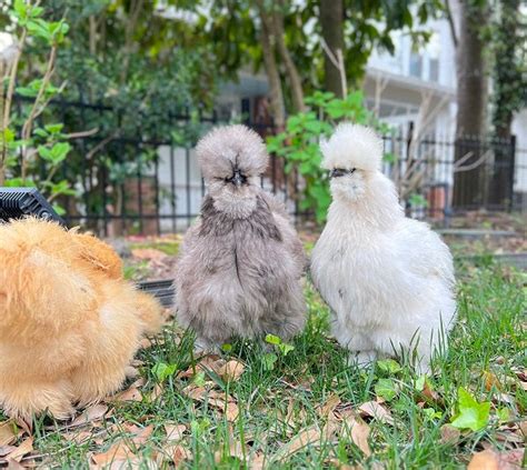 top  fluffiest chicken breeds grubbly farms