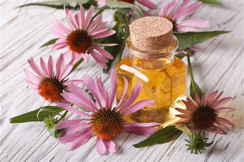 ranking the best echinacea supplements of 2020 bodynutrition