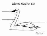 Swan Labeling Trumpeter Coloring Trumpet Exploringnature sketch template