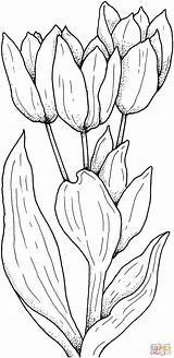 Tulips Flower Tulip Coloring Pages Printable Drawing Color Colouring Flowers Print Drawings Kids Painting Patterns Gif Cartoon sketch template