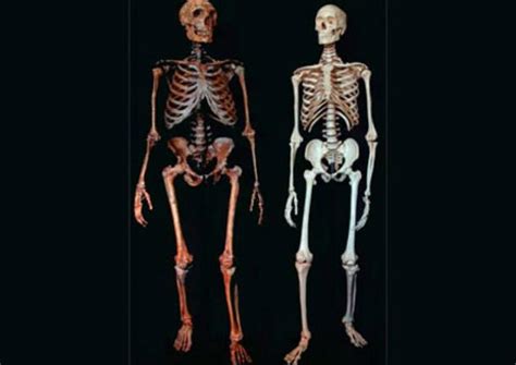 Neanderthals And Humans Are 99 84 Percent Genetically Identical So